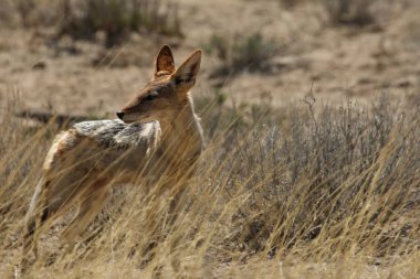 Siyah sırtlı çakal (Canis mesomelas) kuru yüksek otların arasında kalıyor. Avlanmayı bekliyor..