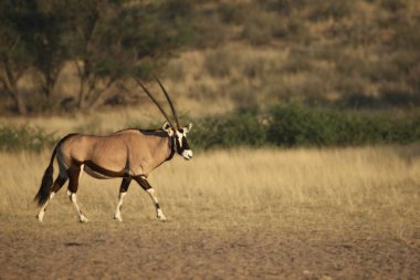 Mücevher veya mücevher geyiği (Oryx gazella) arka planda kumla kumun üzerinde durur..