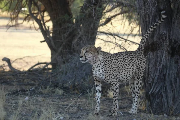 Chita Acinonyx Jubatus Macho Que Fica Sombra Urina Marcando Uma — Fotografia de Stock