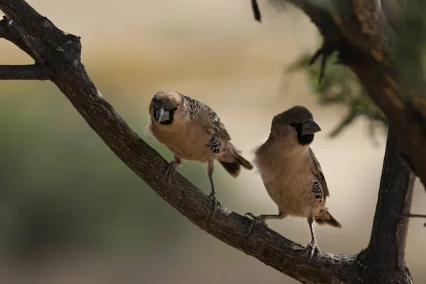 Par Tecelões Sociáveis Philetairus Socius Também Conhecido Como Tecelão Social — Fotografia de Stock