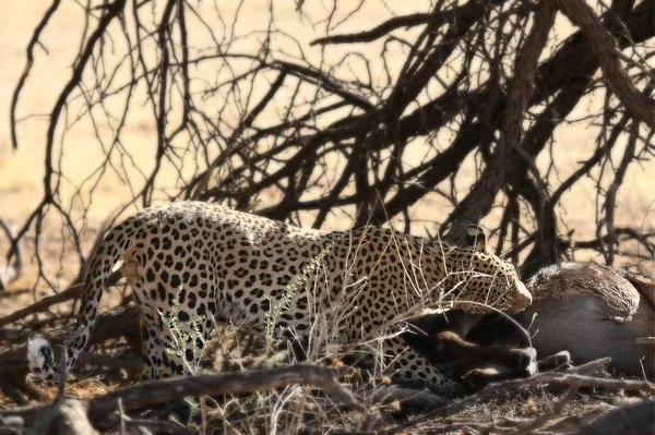 African Leopard Panthera Pardus Pardus Hunt Death Wildebeest Dry Sand — Stock Photo, Image