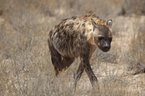 Gespot Hyena Crocuta Crocuta Wandelen Patrouille Kalahari Woestijn Droog Gras — Stockfoto