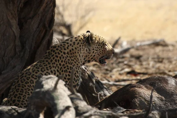Leopardo Africano Panthera Pardus Pardus Dopo Caccia Con Morte Gnu — Foto Stock