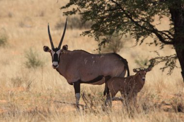 Gemsbok dişisi (Oryx ceylanı) Kalahari çölünde kuru çimlerde bir bebekle birlikte. Gemsbok ailesi ve anne sevgisi.