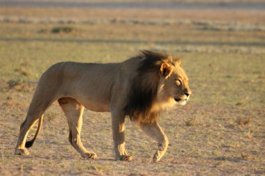 Aslan erkek (Panthera leo) Kalahari çölünde yürüyor ve sabah güneşinde sürüsünün geri kalanını arıyor. Arkaplanda kum.