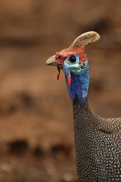 Der Behelmte Uhu Numida Meleagris Einer Trockenen Savanne Südafrikas — Stockfoto