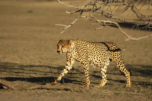 Cheetah Acinonyx Jubatus Deserto Kalahari Indo Areia Com Grama Fundo — Fotografia de Stock