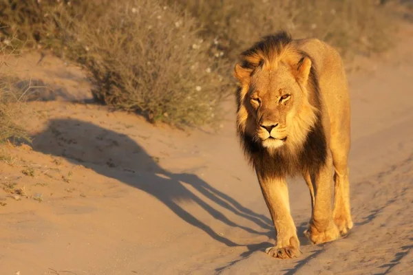 Λιοντάρι Αρσενικό Panthera Leo Περπατά Στην Έρημο Καλαχάρι Και Ψάχνει — Φωτογραφία Αρχείου