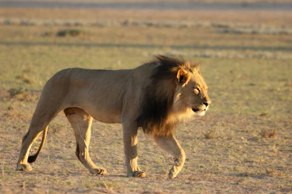 Лев Panthera Leo Йде Пустелі Калахарі Шукає Залишок Своєї Гордості — стокове фото