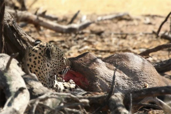 Африканский Леопард Panthera Pardus Pardus После Охоты Смертью Гну Сухом — стоковое фото