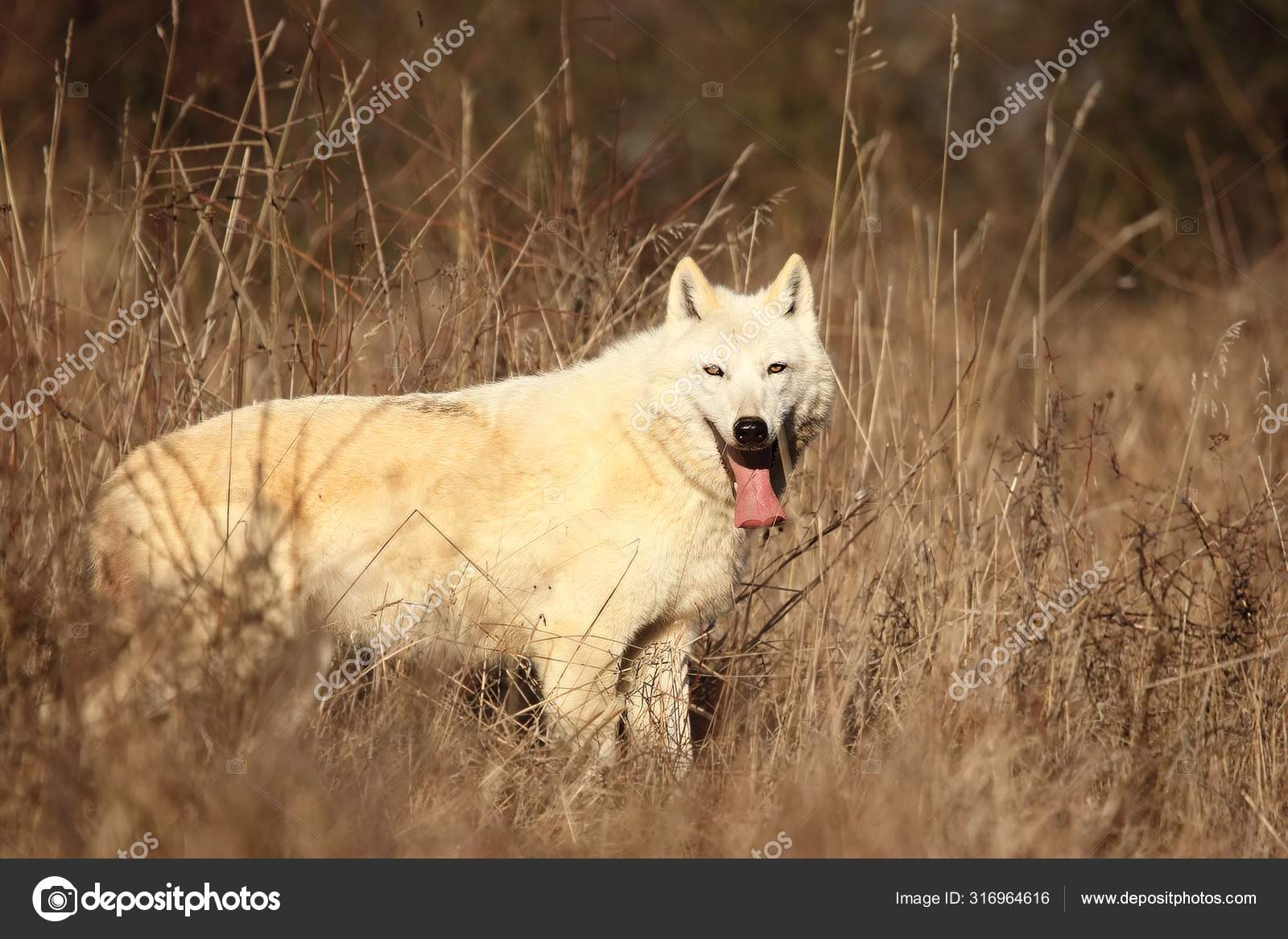 狼写真素材 ロイヤリティフリー狼画像 Depositphotos