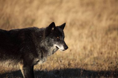 Bir Kuzey Amerika kurdu (Canis lupus) ormanın önündeki altın kuru çimlerde kalıyor. Sakin, siyah ve büyük Kuzey Amerika kurt erkeği. Büyük siyah kurt erkek portresi.