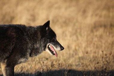 Bir Kuzey Amerika kurdu (Canis lupus) ormanın önündeki kuru çimlerde kalıyor. Sakin, siyah ve büyük Kuzey Amerika kurt erkeği. Kurt erkek portresi.