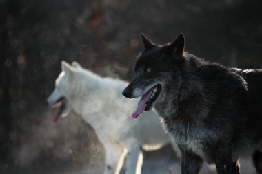 Kuzey Amerika kurt erkeği (Canis lupus) ve kutup kurdu (Canis lupus arctos) ormanın önündeki kuru çimlerde kalırlar. Sabah güneşi.