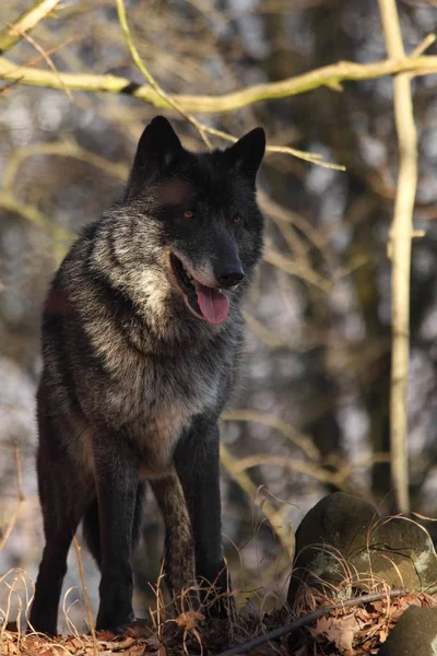 北アメリカの狼 カニス ルプス が森にいる 落ち着いて黒と北アメリカのオオカミのオス巨大な黒いオオカミ男の肖像画 — ストック写真