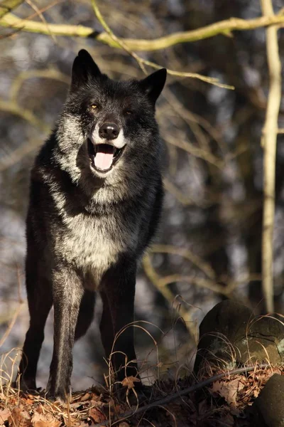 Ein Nordamerikanischer Wolf Canis Lupus Hält Sich Wald Auf Ruhiger — Stockfoto