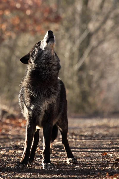 A north american wolf (Canis lupus) staying in the forest. Calm, black and big north american wolf male. Howling black wolf male.