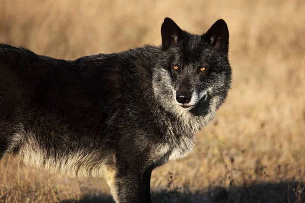 A north american wolf (Canis lupus) staying in the gold dry grass in front of the forest. Calm, black and big north american wolf male. Huge black wolf male portrait.