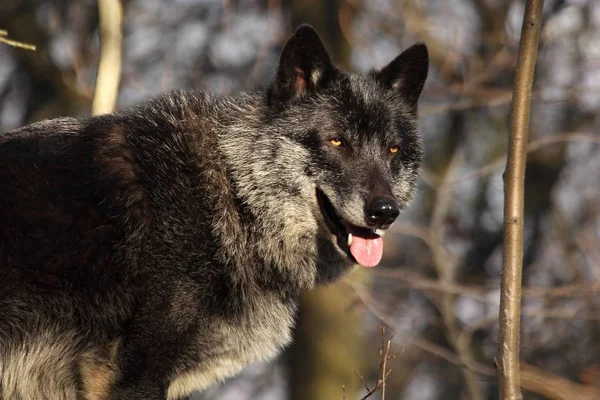 北アメリカの狼 カニス ルプス が森にいる 落ち着いて黒と北アメリカのオオカミのオス巨大な黒いオオカミ男の肖像画 — ストック写真