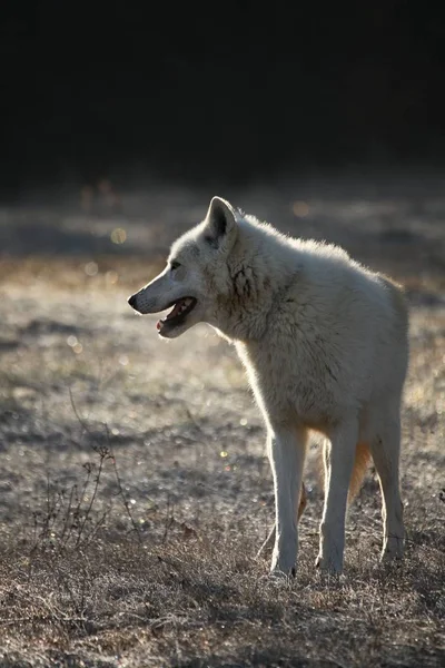 Ein Arktischer Wolf Canis Lupus Arctos Hält Sich Trockenen Gras — Stockfoto