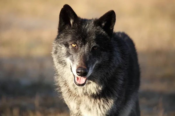 Lobo Norteamericano Canis Lupus Que Permanece Hierba Seca Oro Frente —  Fotos de Stock