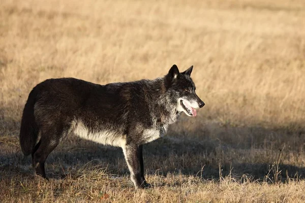 A north american wolf (Canis lupus) staying in the gold dry grass in front of the forest. Calm, black and big north american wolf male.