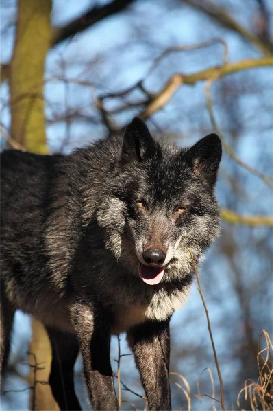 A north american wolf (Canis lupus) staying in the forest. Calm, black and big north american wolf male. Huge black wolf male portrait.