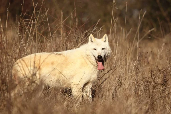 森の前の乾燥した芝生に滞在している北極オオカミ Canis Lupus Arctos 穏やかな白と美しい北極のオオカミフェライン — ストック写真