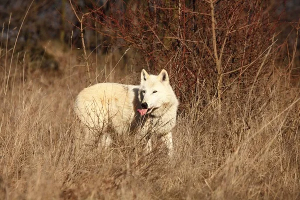 Lobo Ártico Canis Lupus Arctos Que Permanece Hierba Seca Frente — Foto de Stock