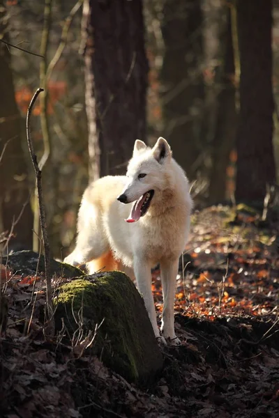 Lobo Ártico Canis Lupus Arctos Que Fica Grama Seca Frente — Fotografia de Stock