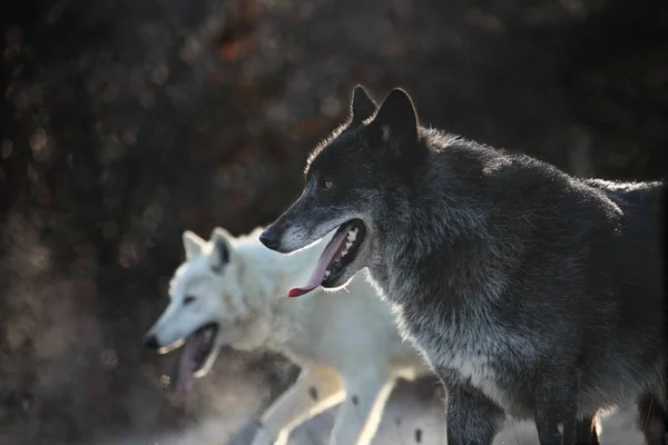 Kuzey Amerika kurt erkeği (Canis lupus) ve kutup kurdu (Canis lupus arctos) ormanın önündeki kuru çimlerde kalırlar. Sabah güneşi.