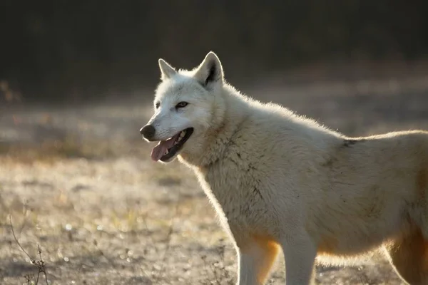 Arktický Vlk Canis Lupus Arctos Suché Trávě Před Lesem Klidná — Stock fotografie
