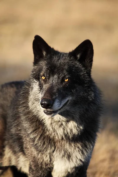 Północnoamerykański Wilk Canis Lupus Przebywający Suchej Trawie Przed Lasem Spokojny — Zdjęcie stockowe