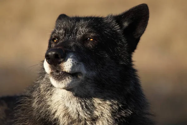 Severoamerický Vlk Canis Lupus Zůstává Suché Trávě Před Lesem Klidný — Stock fotografie