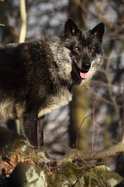 Lobo Norteamericano Canis Lupus Que Permanece Bosque Calma Hombre Lobo — Foto de Stock