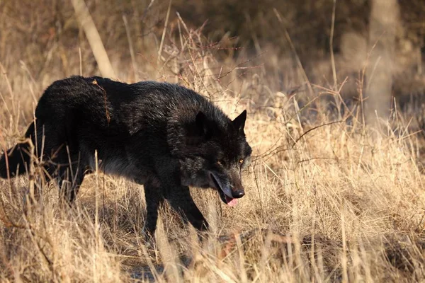 Lobo Norteamericano Canis Lupus Caminando Hierba Seca Frente Bosque Calma —  Fotos de Stock