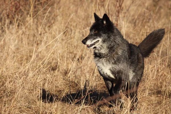 Bir Kuzey Amerika kurdu (Canis lupus) ormanın önündeki kuru çimlerde kalıyor. Sakin, siyah ve büyük Kuzey Amerika kurt erkeği.