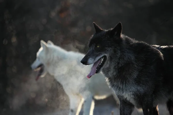 Lobo Norte Americano Macho Canis Lupus Com Lobo Ártico Canis — Fotografia de Stock