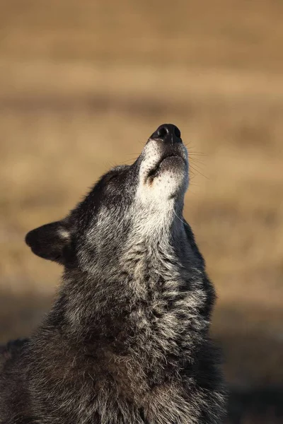 A north american wolf (Canis lupus) staying in front of golden dry grass. Calm, black and big north american wolf male. Howling black wolf male.