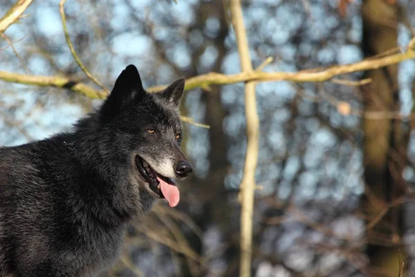 A north american wolf (Canis lupus) staying in the forest. Calm, black and big north american wolf male. Black wolf male portrait.