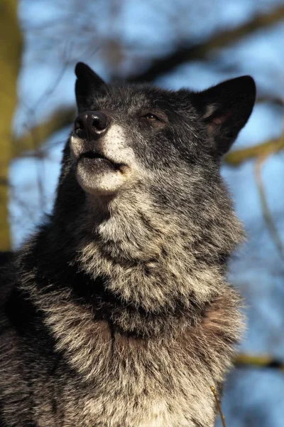 Północnoamerykański Wilk Canis Lupus Przebywający Lesie Spokojny Czarny Duży Północnoamerykański — Zdjęcie stockowe
