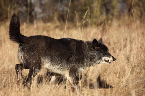 Lobo Norteamericano Canis Lupus Caminando Hierba Seca Frente Bosque Calma —  Fotos de Stock