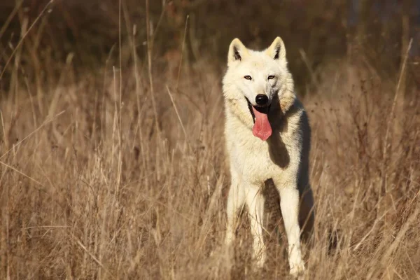 Ένας Αρκτικός Λύκος Canis Lupus Arctos Που Διαμένει Ξηρό Γρασίδι — Φωτογραφία Αρχείου