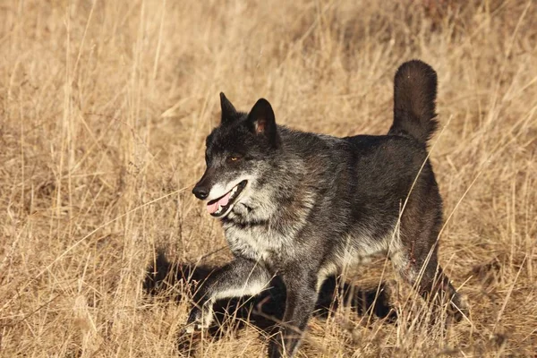 A north american wolf (Canis lupus) walking in the dry grass in front of the forest. Calm, black and big north american wolf male.