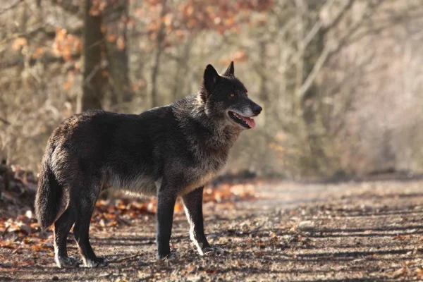 A north american wolf (Canis lupus) staying in the forest. Calm, black and big north american wolf male.
