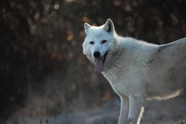 Arktický Vlk Canis Lupus Arctos Suché Trávě Před Lesem Klidná — Stock fotografie
