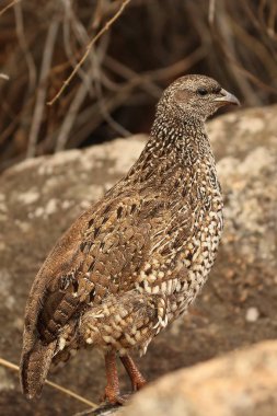 Crested Francolin, Peliperdix Sephaena sabah güneşinde taşın üzerinde yürüyor. Arka planda taşlar ve kuru çimenler.