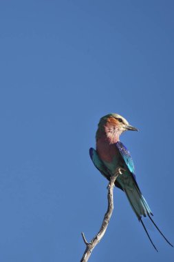 Leylak göğüslü Roller (Coracias caudatus) Kalahari çölünde (Güney Afrika) açık mavi bir gökyüzü ile dalda oturuyor),