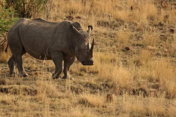 Ein Breitmaulnashorn Ein Nashorn Ceratotherium Simum Das Grasland Mit Grünen — Stockfoto