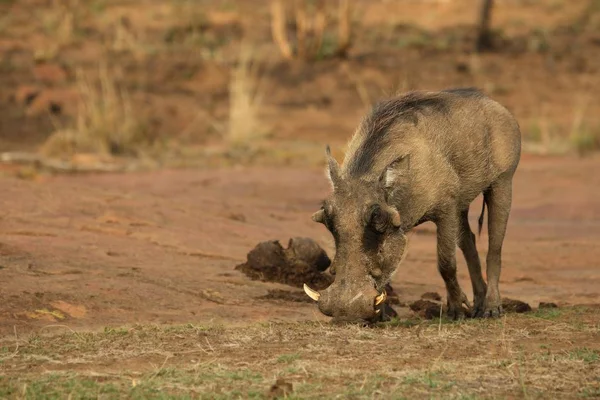 Warthog Comum Phacochoerus Africanus Indo Para Buraco Água Sol Noite — Fotografia de Stock
